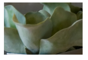 Organic green flower Organic green flower